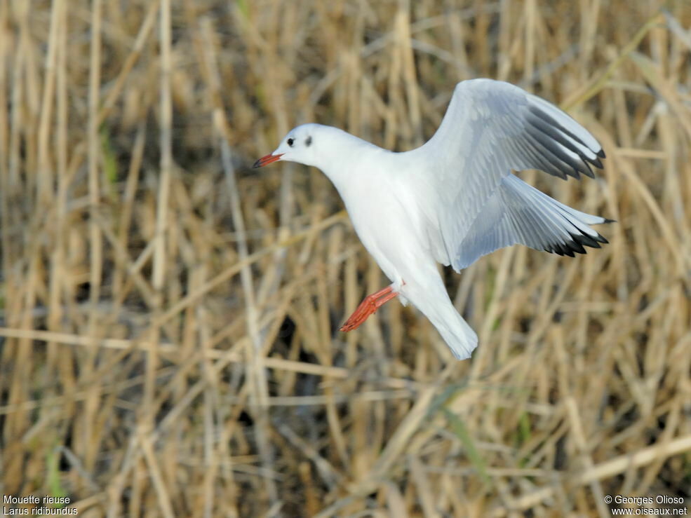 Mouette rieuseadulte internuptial, Vol