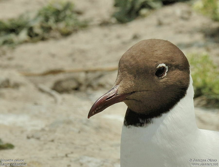 Mouette rieuseadulte nuptial, identification