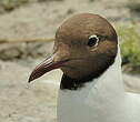 Mouette rieuse