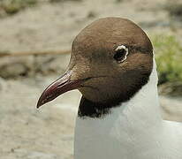 Mouette rieuse