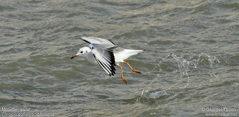 Mouette rieuse2ème année, Vol