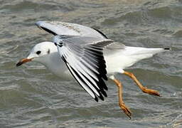 Black-headed Gull