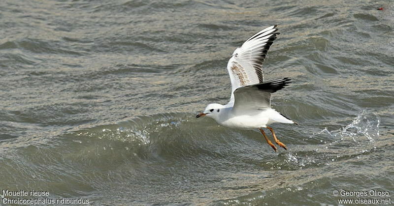 Black-headed GullSecond year