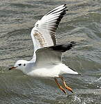 Mouette rieuse