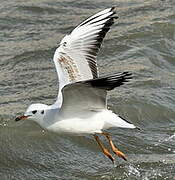 Black-headed Gull