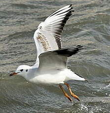 Mouette rieuse