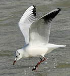 Mouette rieuse