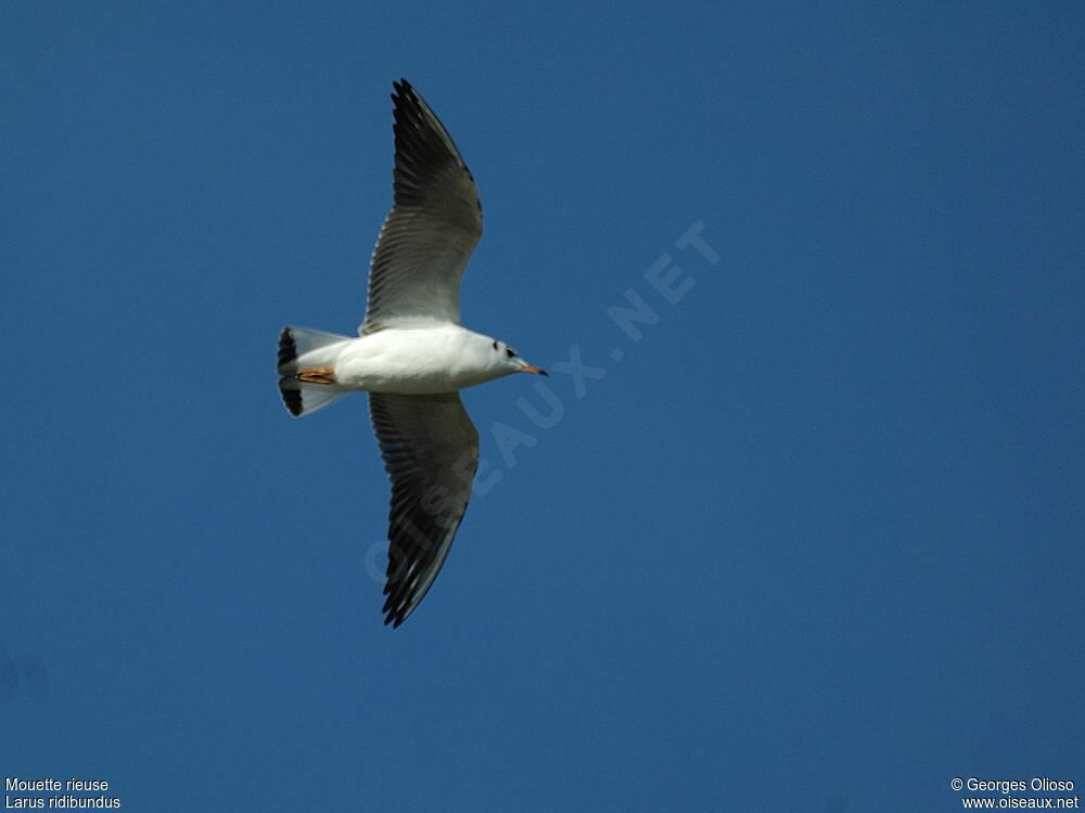 Mouette rieuse2ème année