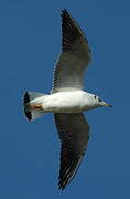 Mouette rieuse