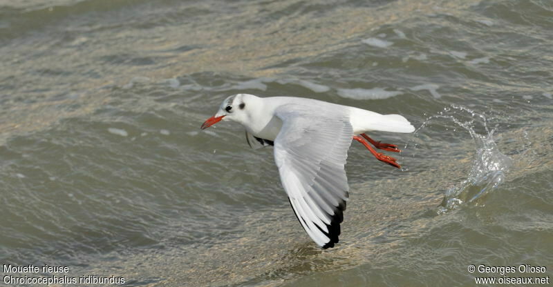 Black-headed Gulladult, Flight