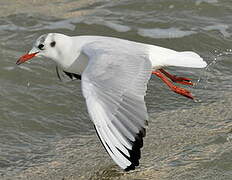 Mouette rieuse