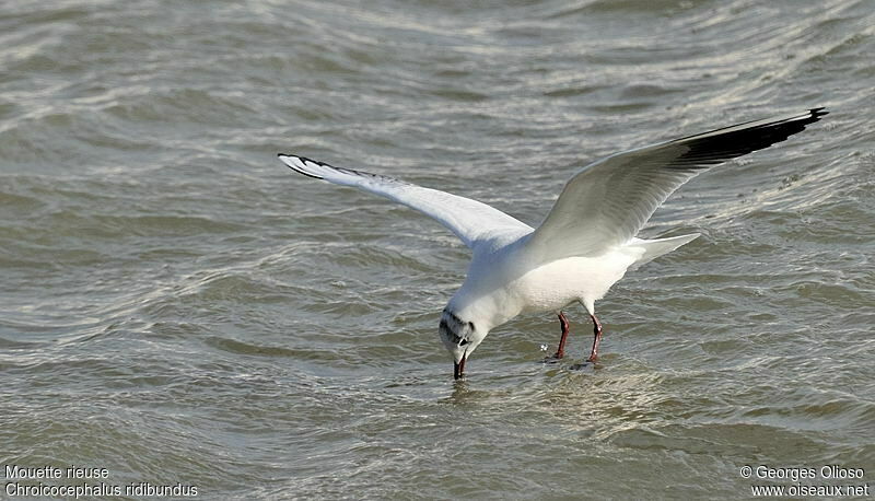 Mouette rieuseadulte internuptial