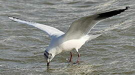 Mouette rieuse