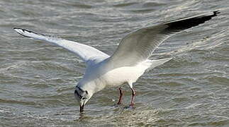 Black-headed Gull