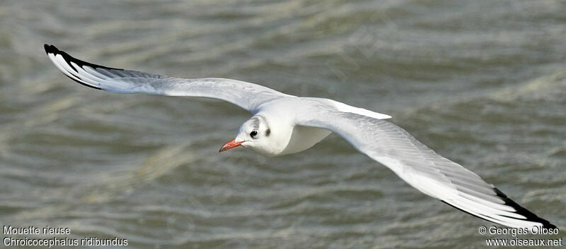 Black-headed Gulladult post breeding, Flight