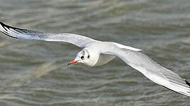 Mouette rieuse