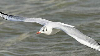 Mouette rieuse