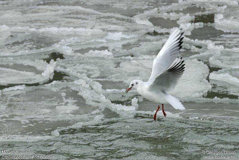 Black-headed Gull, identification, Flight, Behaviour