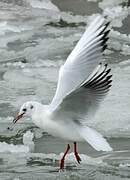 Black-headed Gull