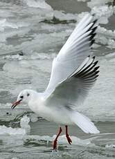 Mouette rieuse