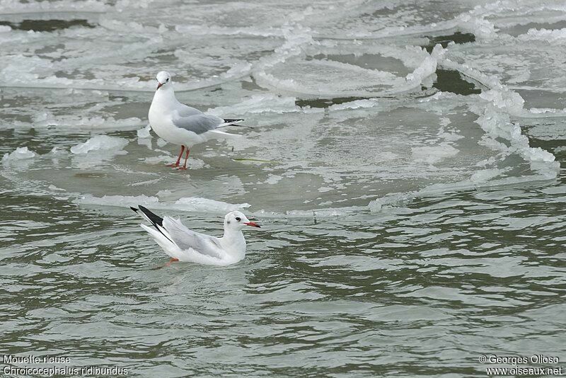 Mouette rieuseadulte internuptial