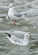 Black-headed Gull