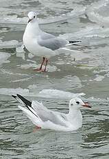 Mouette rieuse