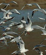 Mouette rieuse