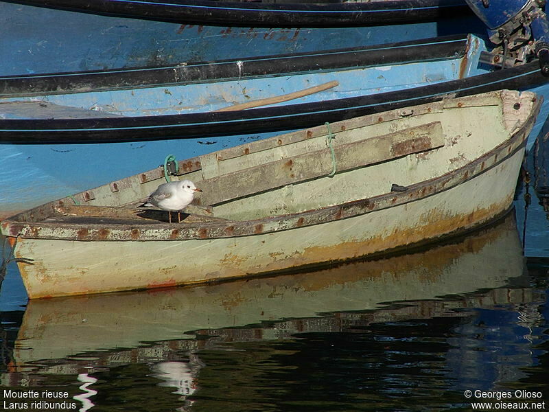 Mouette rieuseadulte internuptial