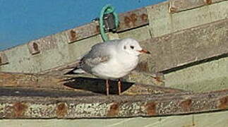 Mouette rieuse