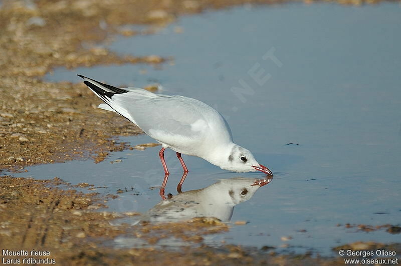 Mouette rieuseadulte internuptial