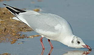 Mouette rieuse