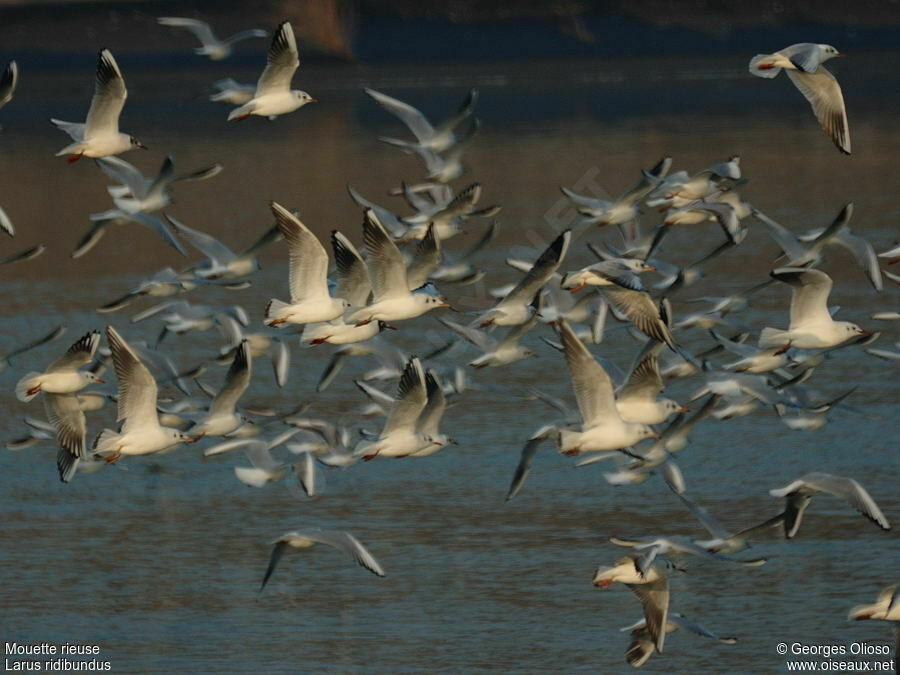 Mouette rieuse