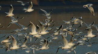 Mouette rieuse