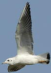 Mouette rieuse