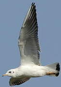 Black-headed Gull