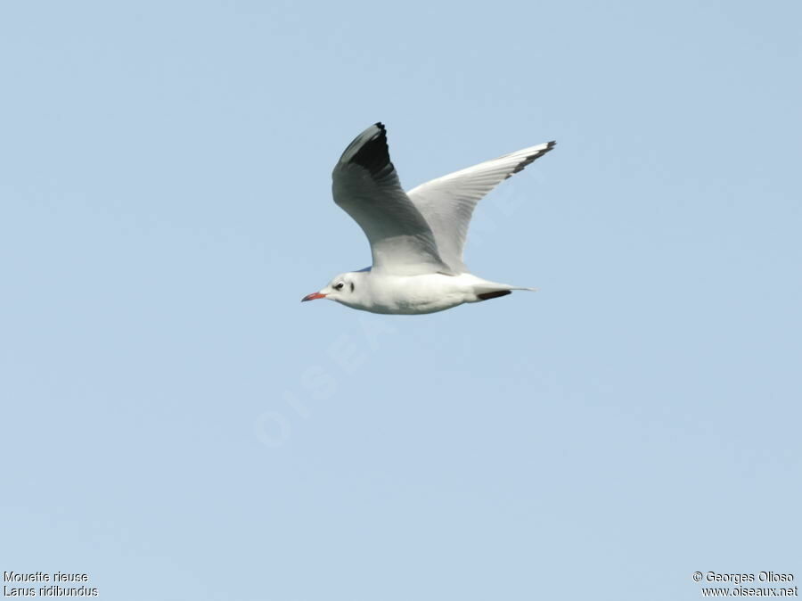 Mouette rieuseadulte internuptial