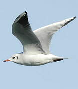 Black-headed Gull