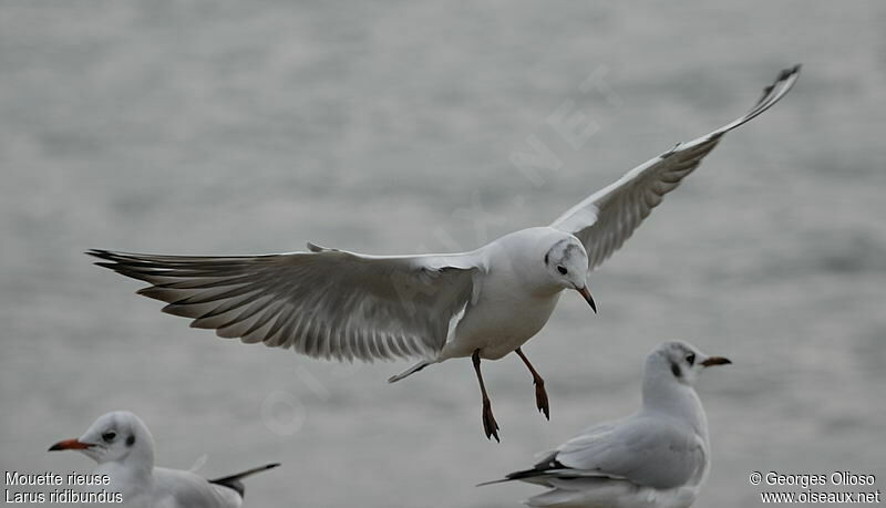 Mouette rieuseadulte internuptial, identification, Vol, Comportement