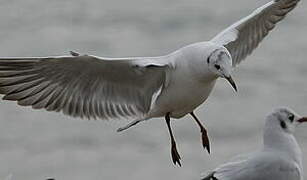 Mouette rieuse