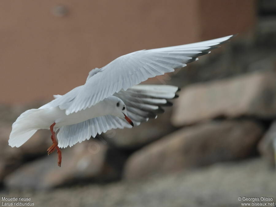 Black-headed Gulladult post breeding, Flight