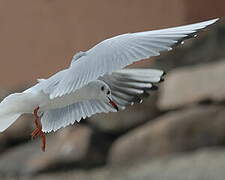 Mouette rieuse