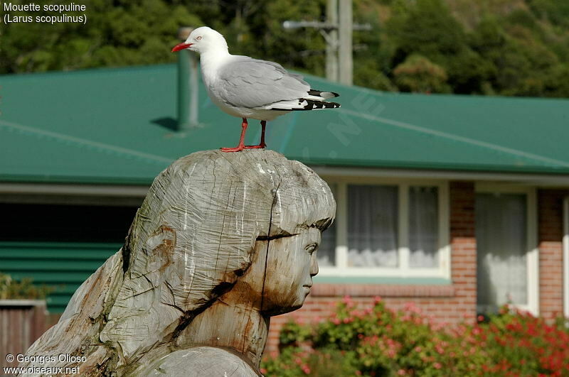 Mouette scopuline