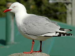 Silver Gull (scopulinus)