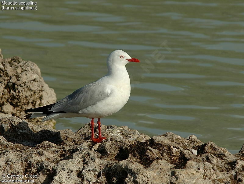 Mouette scopuline