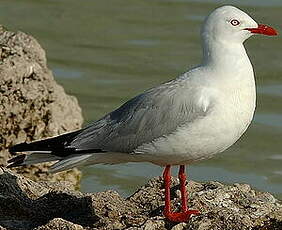 Mouette scopuline