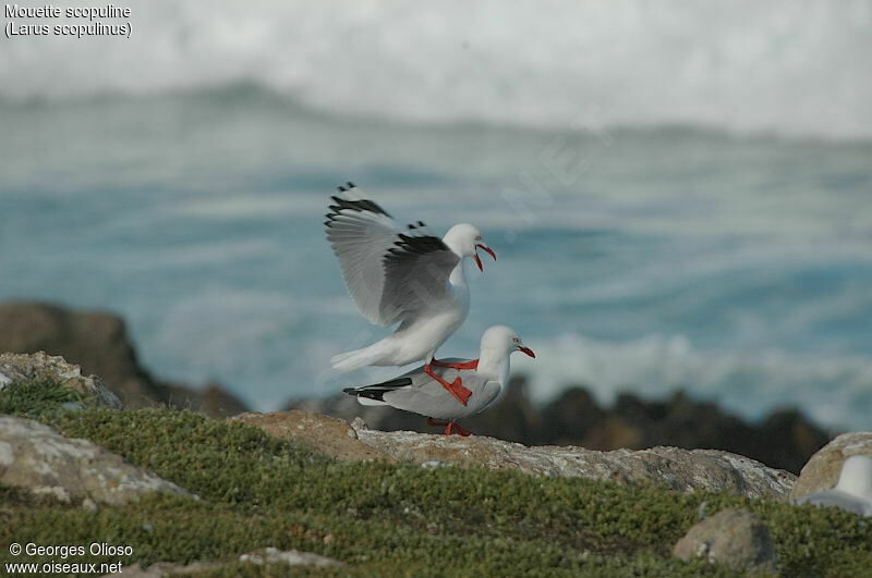 Mouette scopuline