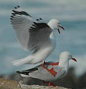 Mouette scopuline