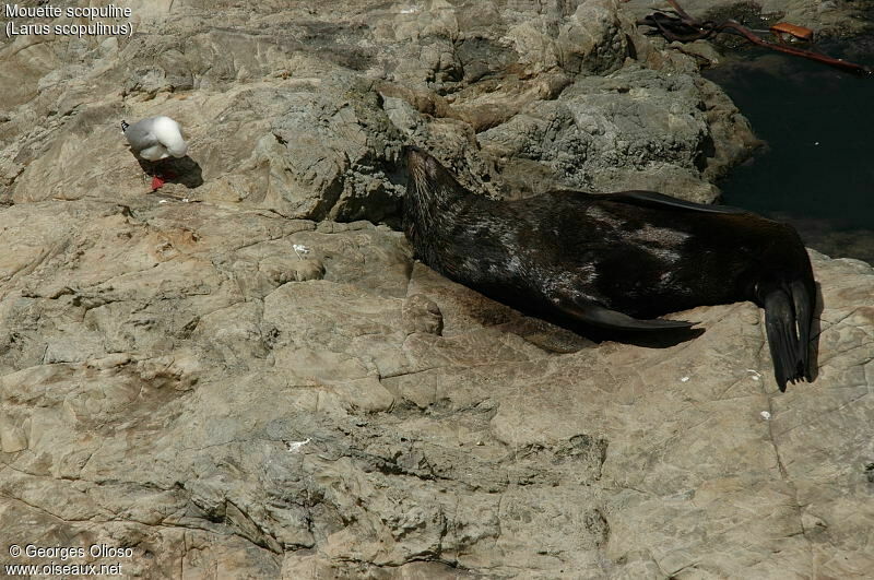 Silver Gull (scopulinus)