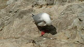 Mouette scopuline